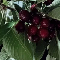 گیلاس کندن با خودتون درجه یک بدون خرابی