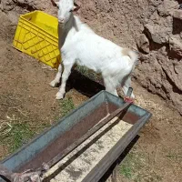 1رس چبش بزغاله سانن باب نسل کشی جنس فروشی