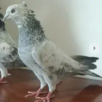 کبوترنروماده گشتی ساعت بالا4عدد