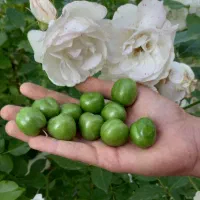 گوجه سبز|خوردنی و آشامیدنی|شیروان (خراسان), |دیوار