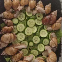 حلزون  آلبینو درمانی و بهداشتی