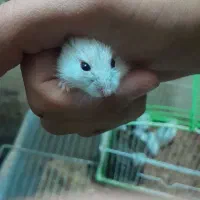 همستر کمپل دستی