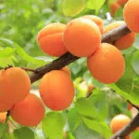 خرید زرد آلو وهلو شلی روی درخت خریداریم