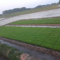 تم نشا هاشمی