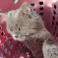 گربه|گربه|بم, |دیوار