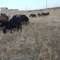 ۱۸جفت میش وبره