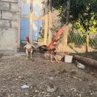مرغ و خروس لاری