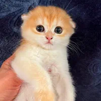 گربه اسکاتیش گلد شورت هیر کد ۱۲ بی نظیر