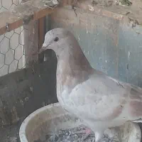 کبوتر پرشی