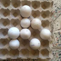 تخم قو غاز اوکراینی نطفه دار