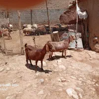 بزپاکستانی