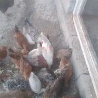 ۲۰ عدد جوجه محلی اصل واکسن زده