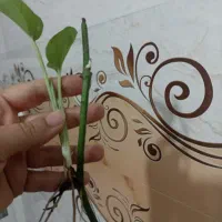 قلمه گل پتوس و آگلونماودیفن کاملیا