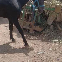 اسب ومادیان