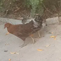 جوجه مرغ و خروس