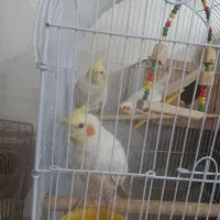 عروس هلندی دستی