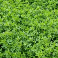 گل یونجه