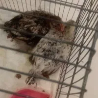مرغ و خروس 4ماهه