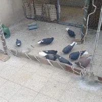 کفتر زاغ دم سفید