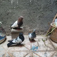 سینه سیاه