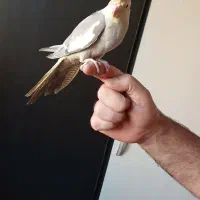 ۳تا عروس هلندی ۲ماهه