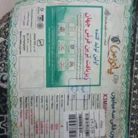 فرش پاتریس دلیجان طلایی