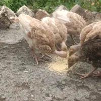 بوقلمون 3ماه