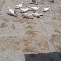 پرشی بالا کفتر