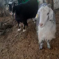 بز بز غاله میش بره