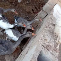 غاز