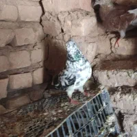 کفتر|پرنده|انابد, |دیوار