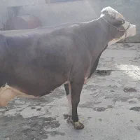 گاو قربانی