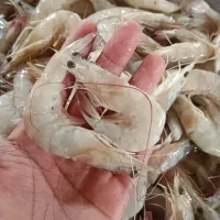 میگو تازه موجود