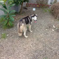 هاسکی نرچشم آبی