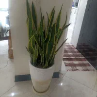 گل سانسوریا ابلق بهمراه گلدان و زیر گلدانی