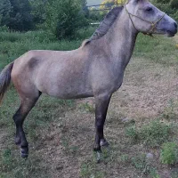مادیان سیاه نیله سال۴ ۵ماه آبستن