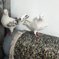 کبوتر|پرنده|الیگودرز, |دیوار