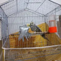 عروس فروشی و معاوضه