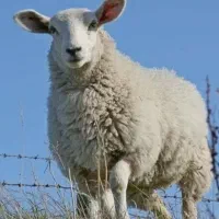 فروش دام چراگاه سهند زنده ارسال ۲۴ ساعته