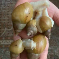 حلزون آچاتیا