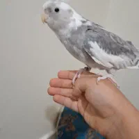 دوعدد عروس هلندی نر دستی