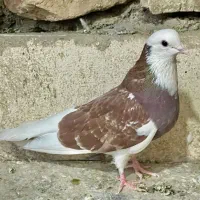 ماده شازده کبوتر