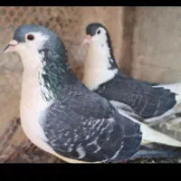 کفتر ساده