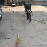 بز با نر