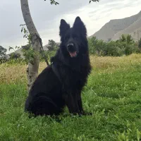 نر ژرمن بلک