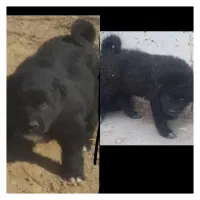 واگذاری جفت توله قدرجونی اصل