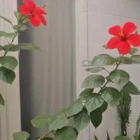 درختچه ختمی ژاپنی