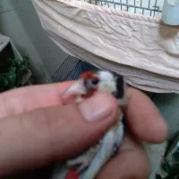 سهره ماده