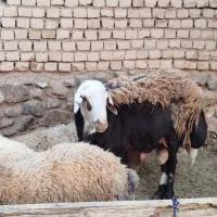 قوچ‌افشاری