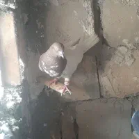کفترا همه سالم سرحال پرشتی